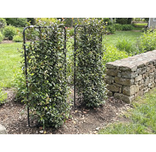 Twee met bladeren bedekte metalen klimrekken staan in de tuin.