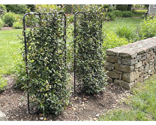 Twee met bladeren bedekte metalen klimrekken staan in de tuin.