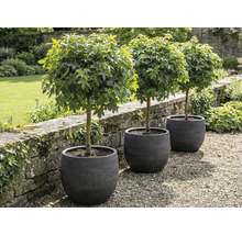 Drie bolvormige esdoorns in plantenbakken in de tuin.