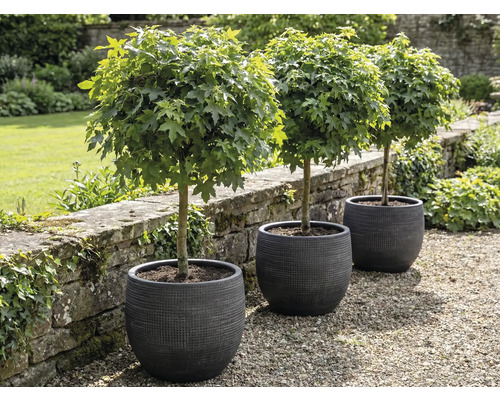 Drie bolvormige esdoorns in plantenbakken in de tuin.