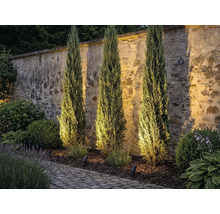 Drie slanke cipressen voor een stenen muur met tuinverlichting