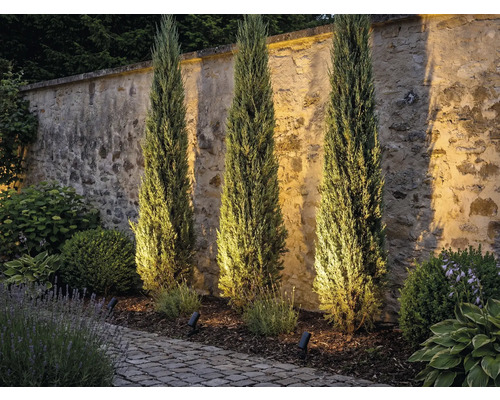 Drie slanke cipressen voor een stenen muur met tuinverlichting