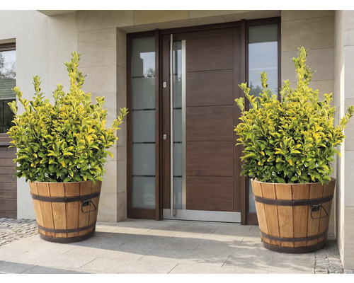Decoratieve planten in houten kuipen voor een voordeur