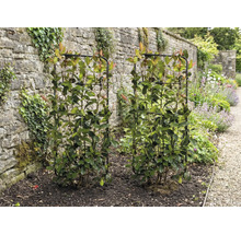 Twee glansmispels op klimrekken in de tuin