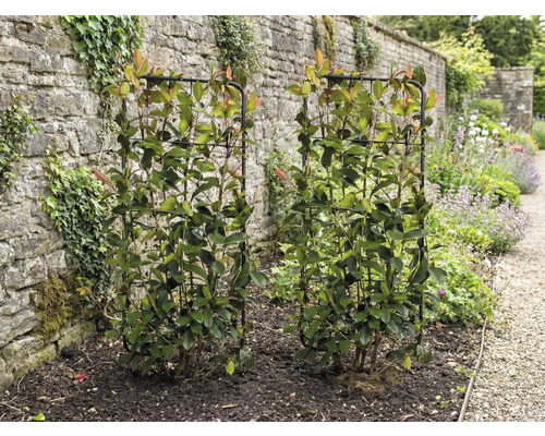 Twee glansmispels op klimrekken in de tuin