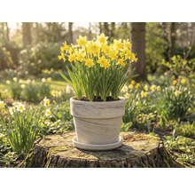 Narcissen in pot op boomstronk in de tuin.