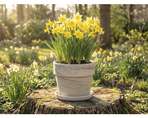 Narcissen in pot op boomstronk in de tuin.
