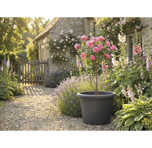 Decoratieve tuinscène met rozenboom in plantenbak, omgeven door bloemen en planten