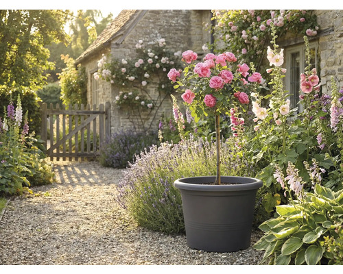 Decoratieve tuinscène met rozenboom in plantenbak, omgeven door bloemen en planten