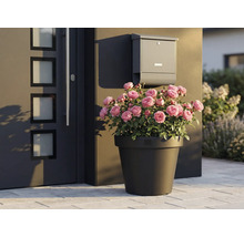 Decoratieve rozen in plantenbak naast voordeur en brievenbus