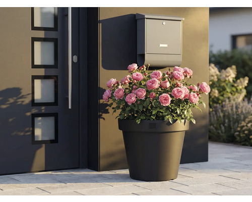 Decoratieve rozen in plantenbak naast voordeur en brievenbus