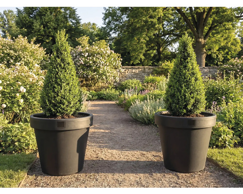 Twee kegelvormige cipressen in plantenbakken in de tuin.