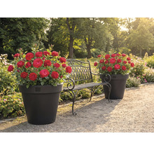 Tuinlandschap met rozen in plantenbakken en een metalen bank