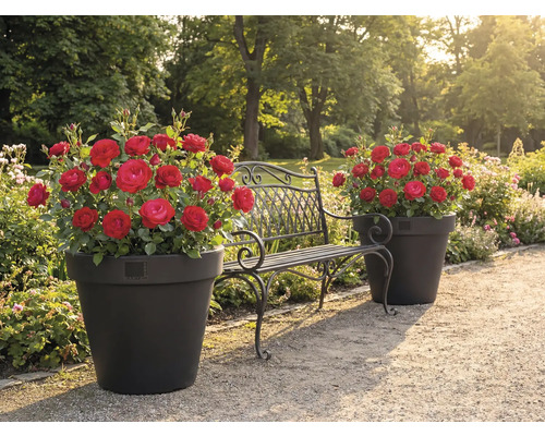 Tuinlandschap met rozen in plantenbakken en een metalen bank