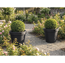 Twee plantenbakken met buxusbollen in een tuin