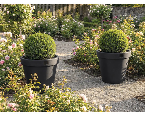 Twee plantenbakken met buxusbollen in een tuin