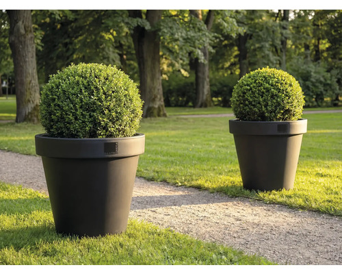 Twee ronde buxussen in plantenbakken op gazon
