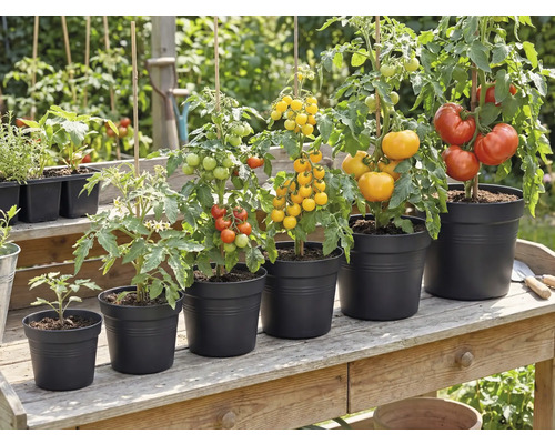 Tomatenplanten in verschillende groeistadia in zwarte potten op een houten tafel