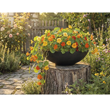 Gevulde pot met Oost-Indische kers op boomstronk in de tuin