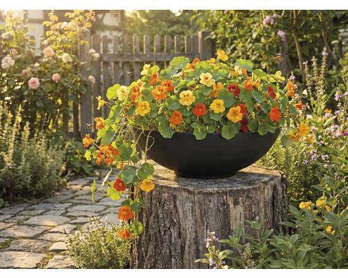 Gevulde pot met Oost-Indische kers op boomstronk in de tuin