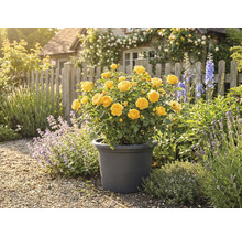 Gele roos in pot in de tuin