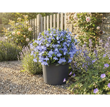 Blauwe bloemetjes in een pot in de tuin.