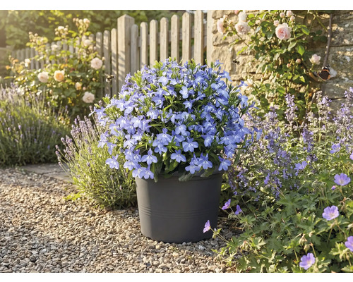Blauwe bloemetjes in een pot in de tuin.