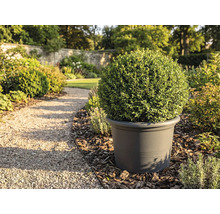 Tuinzicht met bolvormige buxus in plantenbak