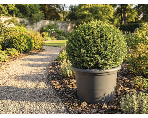 Tuinzicht met bolvormige buxus in plantenbak