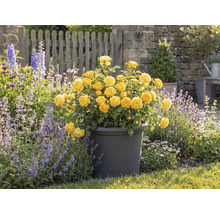 Gele rozen in een pot, tuinscène