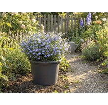 Blauwe bloeiende grond in pot in tuinpad