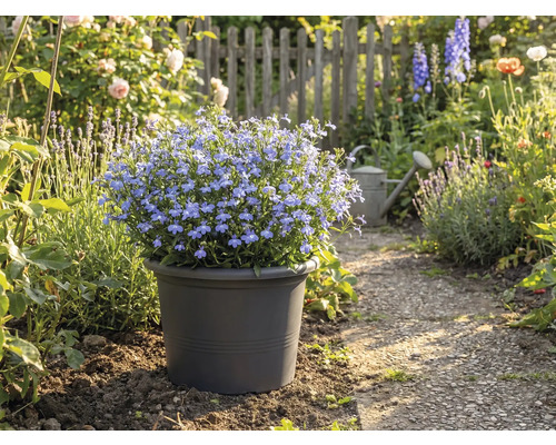 Blauwe bloeiende grond in pot in tuinpad