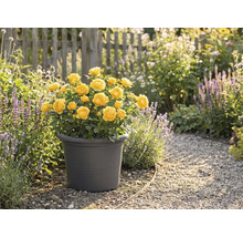 Gele rozen in een pot in de tuin.