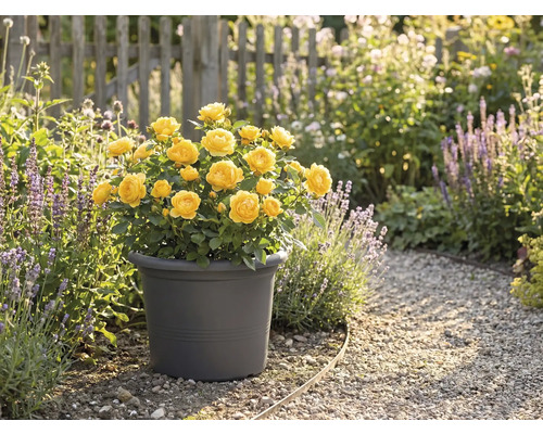 Gele rozen in een pot in de tuin.
