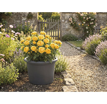 Gele roos in pot in de tuin.