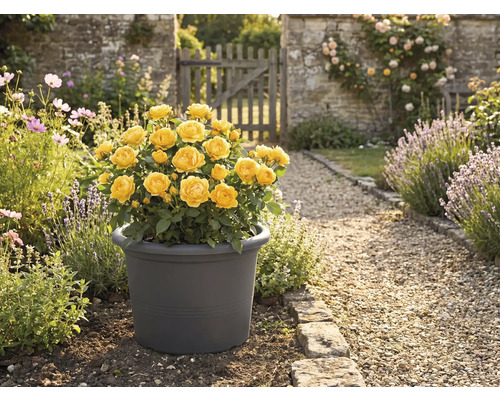 Gele roos in pot in de tuin.
