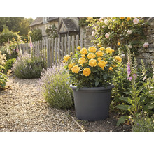 Gele rozen in een plantenbak in de tuin met stenen pad