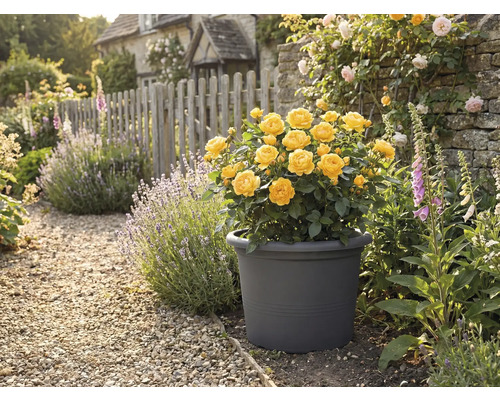 Gele rozen in een plantenbak in de tuin met stenen pad