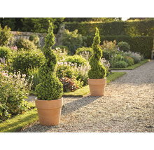 Tuinscene met twee spiraalvormige buxussen in plantenbakken