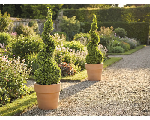 Tuinscene met twee spiraalvormige buxussen in plantenbakken