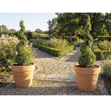 Twee spiraalvormige buxussen in plantenbakken in de tuin.