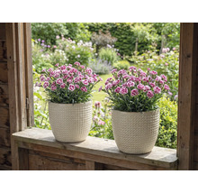 Twee anjers in gestructureerde bloempotten op een vensterbank