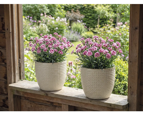 Twee anjers in gestructureerde bloempotten op een vensterbank