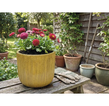 Madeliefjes in een plantenbak met verticale ribbels op een houten bank in de tuin