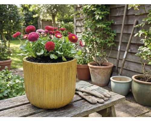 Madeliefjes in een plantenbak met verticale ribbels op een houten bank in de tuin