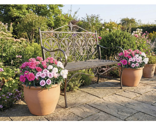Tuinbeeld met een decoratieve metalen bank en bloempotten met kleurrijke bloemen