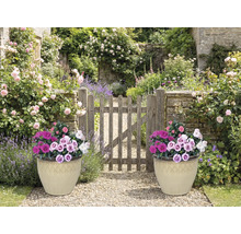 Tuinscene met twee beplante potten en houten poort