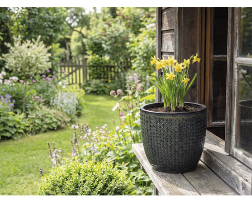 Gele narcissen in gestructureerde plantenbak op houten plank voor tuinlandschap