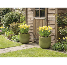 Twee beplante potten met gele narcissen voor een tuinhuis