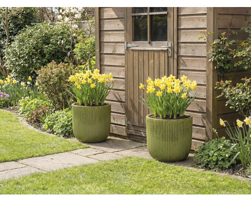 Twee beplante potten met gele narcissen voor een tuinhuis